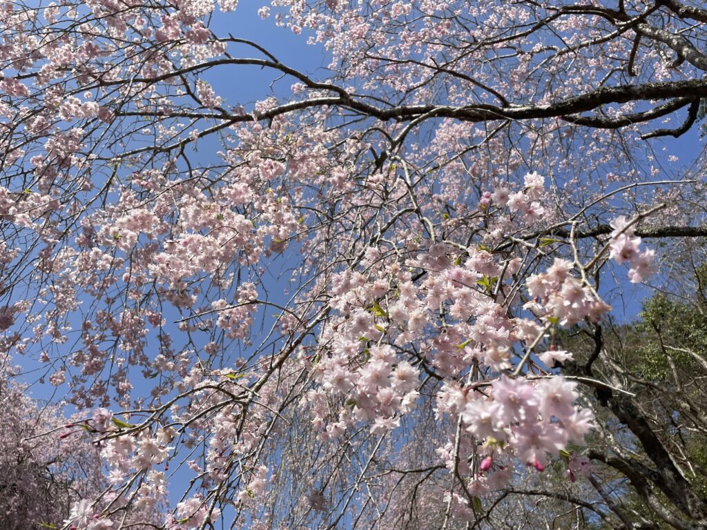 枝垂れ桜